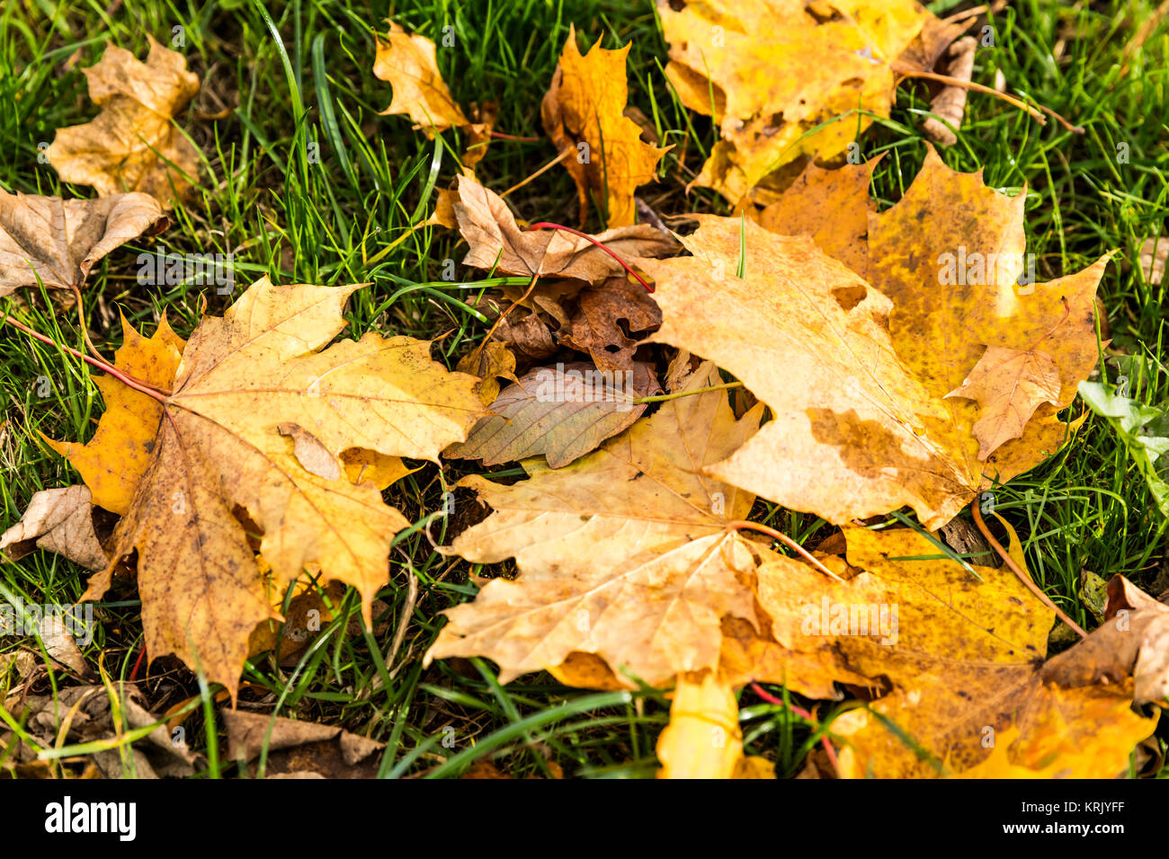 Colorato fogliame di autunno Foto Stock