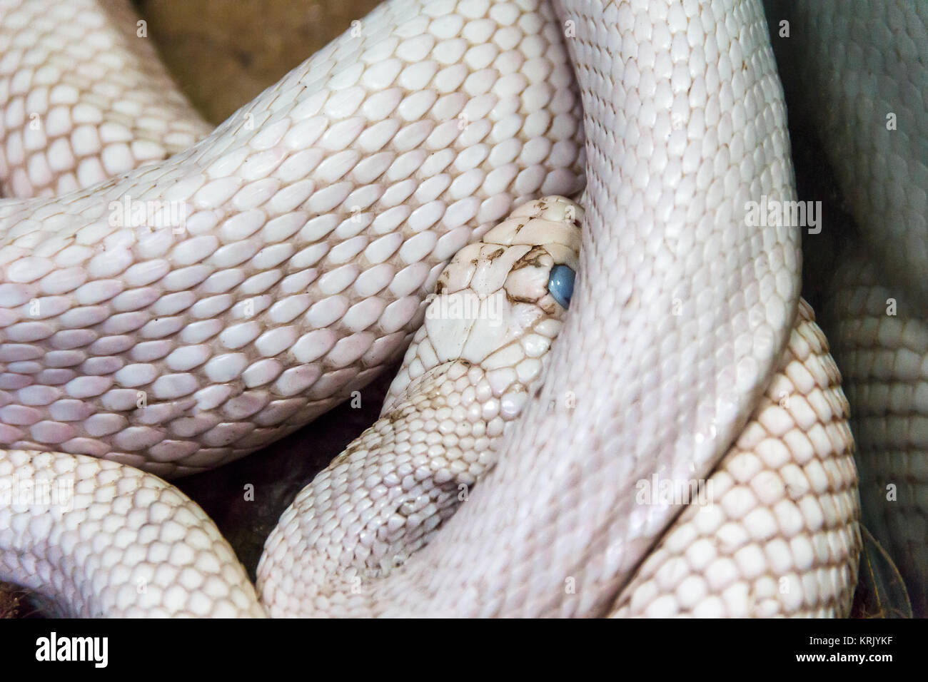 Serpente bianco con gli occhi blu Foto Stock