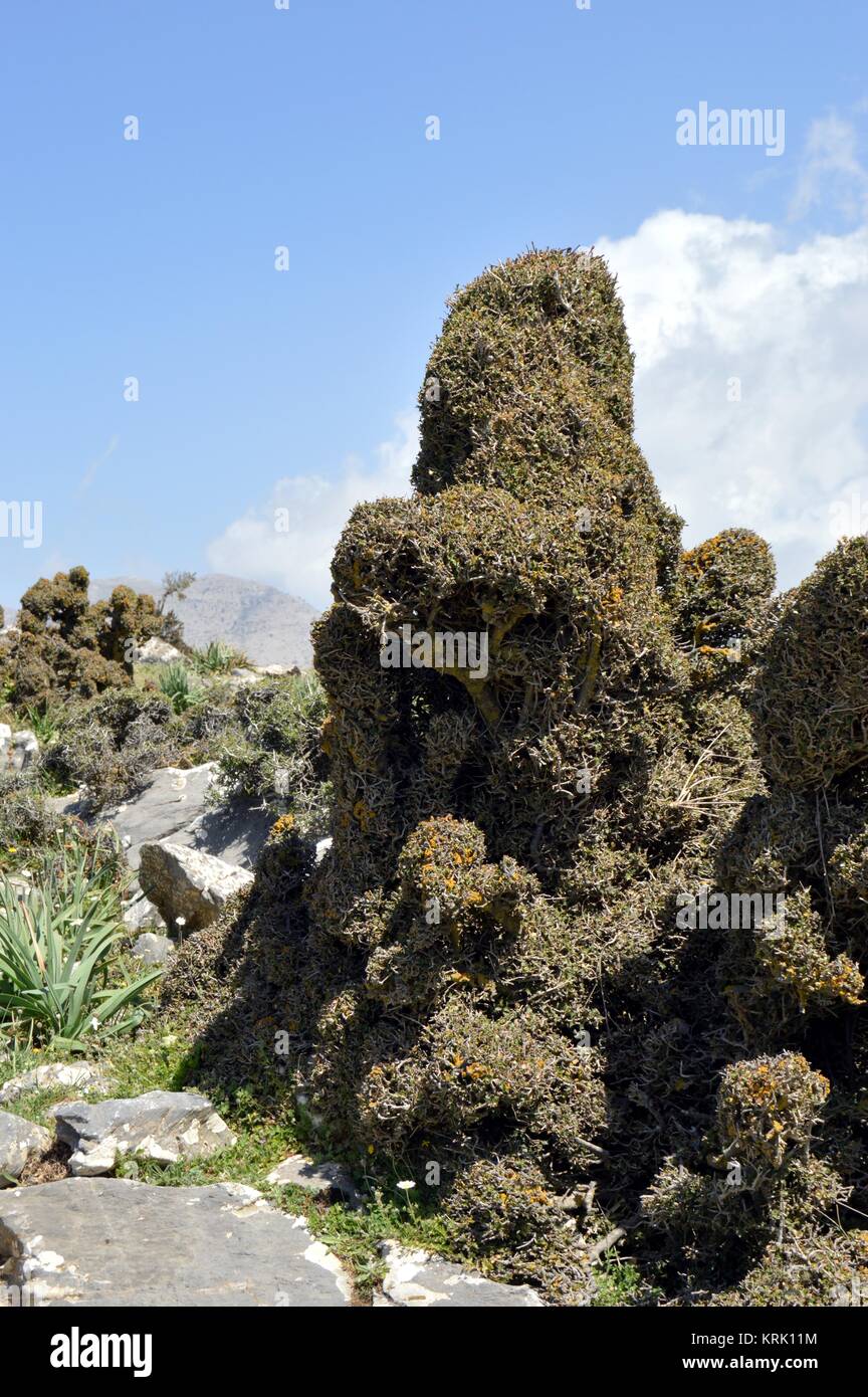 Un arbusto spinoso su un picco roccioso. Foto Stock