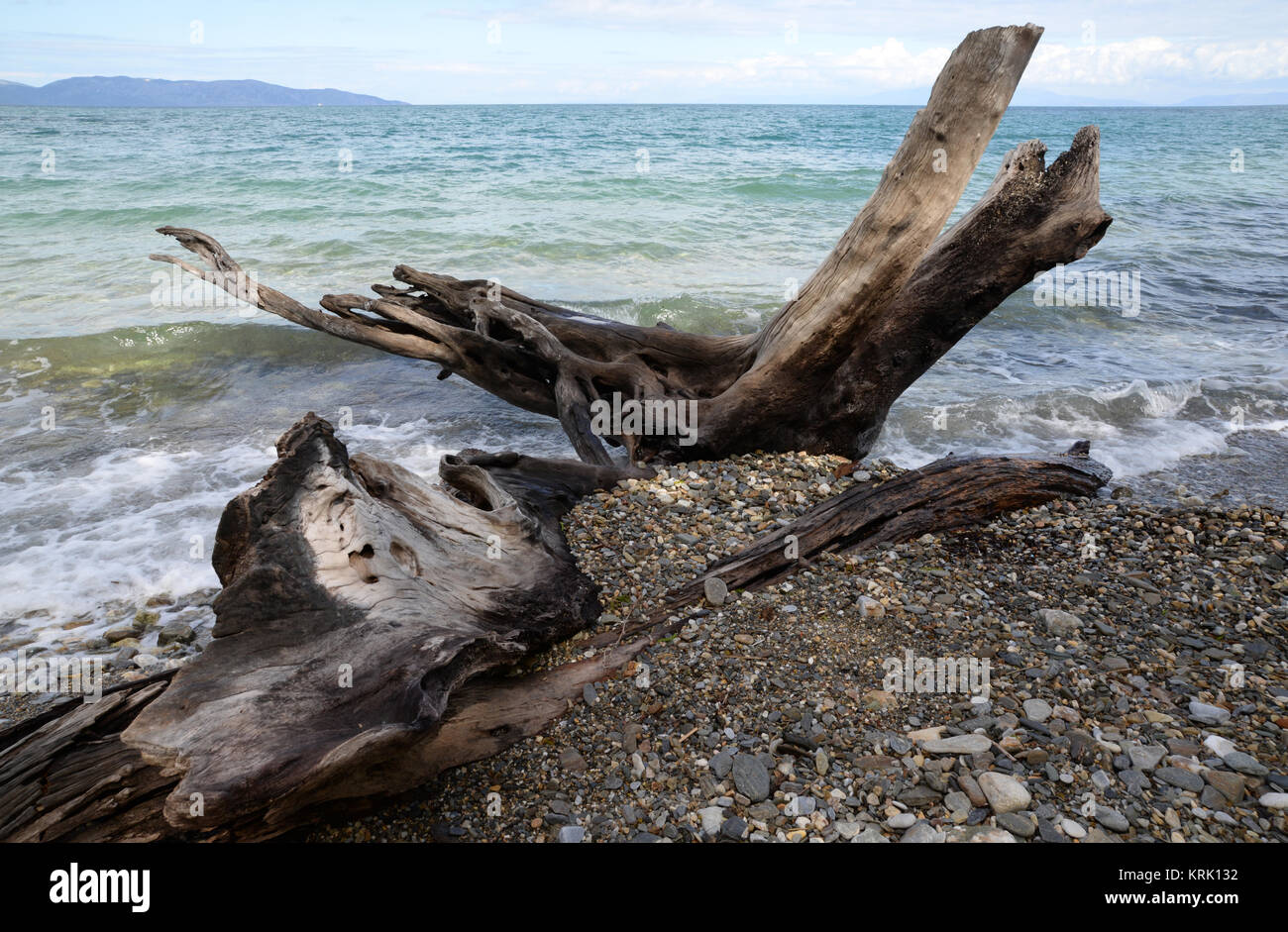 Penisola Dilek National Park, Kusadasi, dilek, milli-park, yarimadasi, nationalpark, treibholz, holz, baumstamm, türkei, küste, mittelmeer, Baum, meeresküste, yarimadasi park, dilek, dilek park, meer Foto Stock