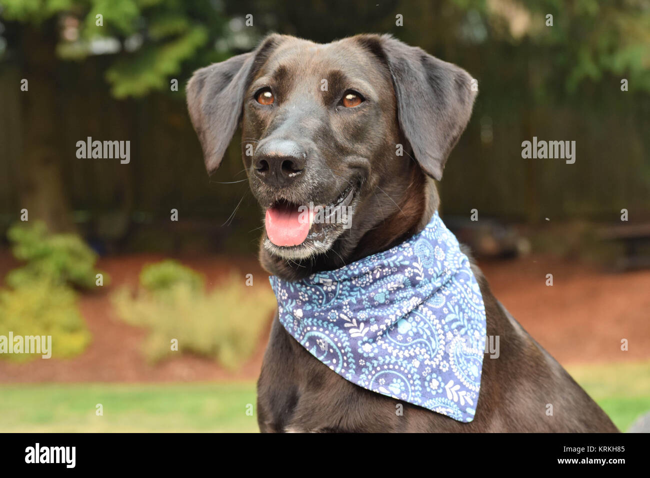 Nero cane sorridente in una bandana blu. Foto Stock