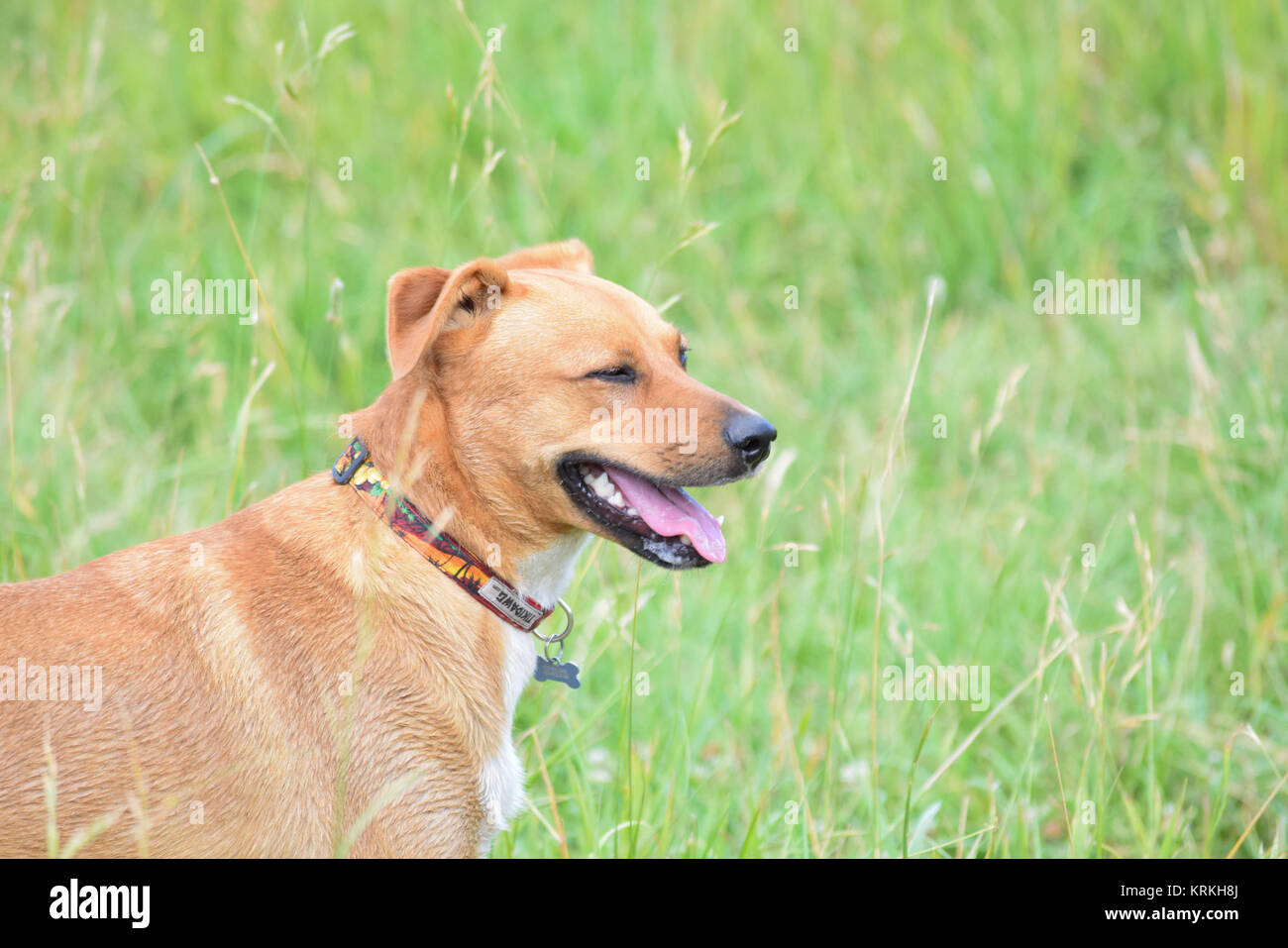 Marrone e bianco cane sorridente in erba verde in una giornata di sole. Foto Stock