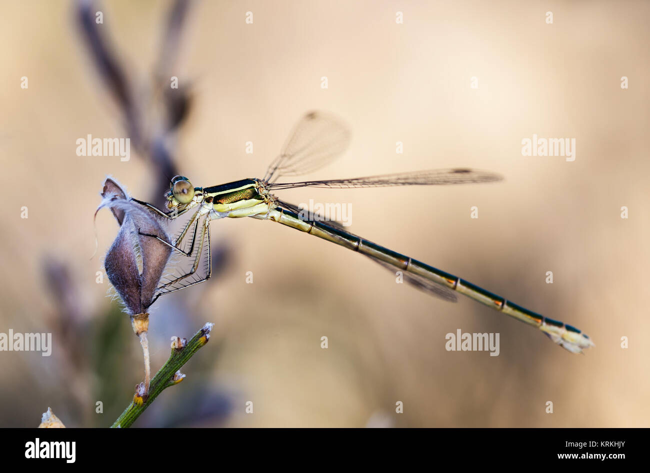 Damselfly fotografati nel loro ambiente naturale. Foto Stock