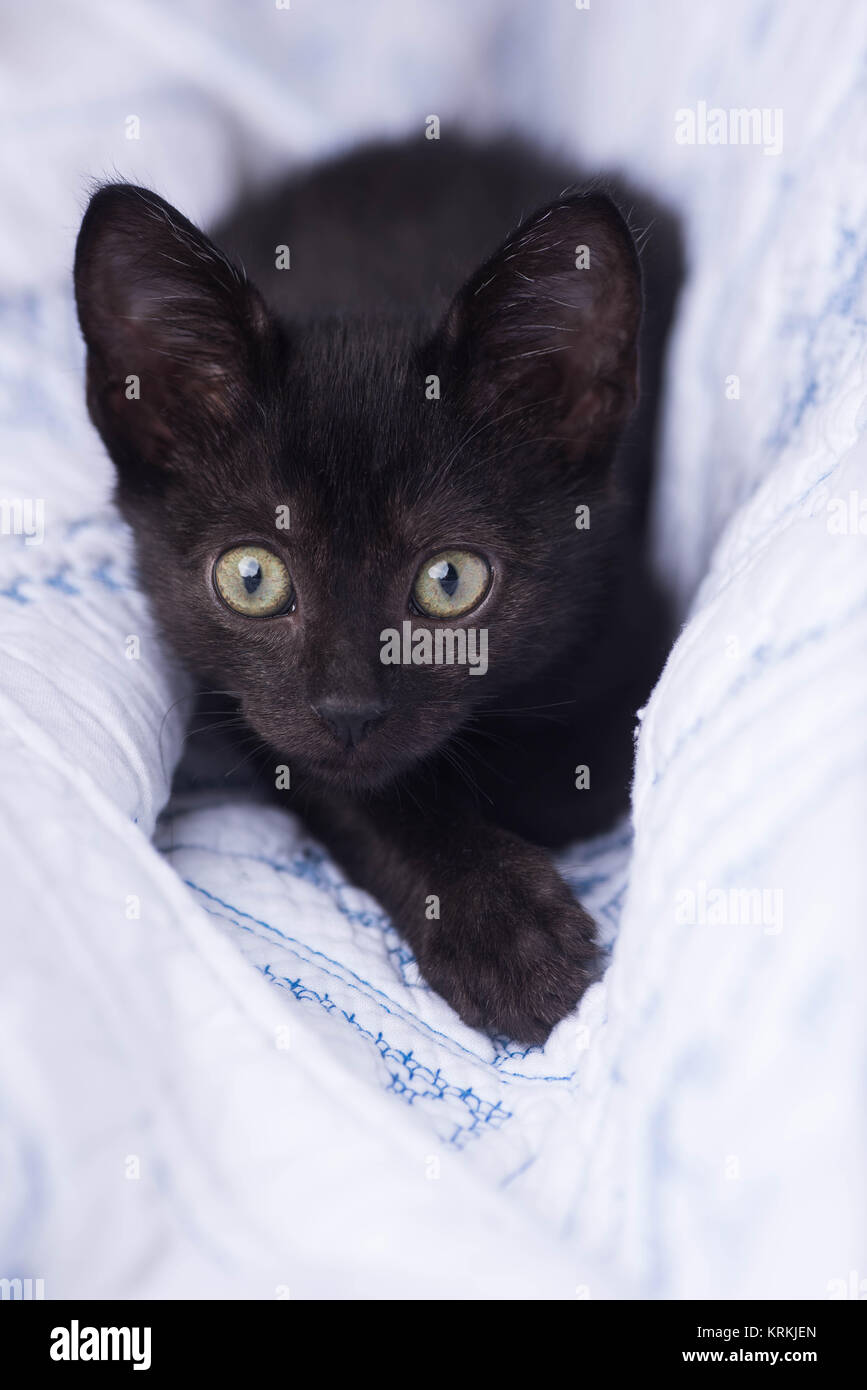 Carino gattino nero la caduta di nascondere in bianco e blu coperta Foto Stock