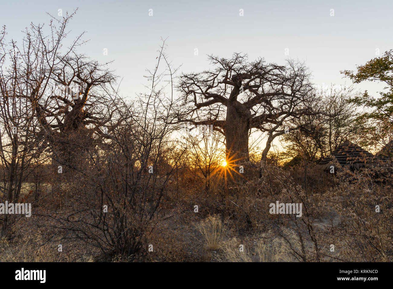 Enorme impianto di Baobab nella savana africana con cielo blu chiaro a sunrise. Il Botswana, uno dei più interessanti destionation viaggio in Africa. Foto Stock