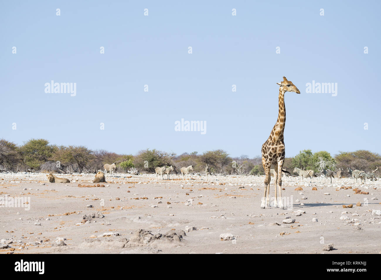 Giraffe camminare vicino a leoni stesi sul terreno. La fauna selvatica safari in Etosha National Park, la principale attrazione turistica in Namibia, Africa. Foto Stock