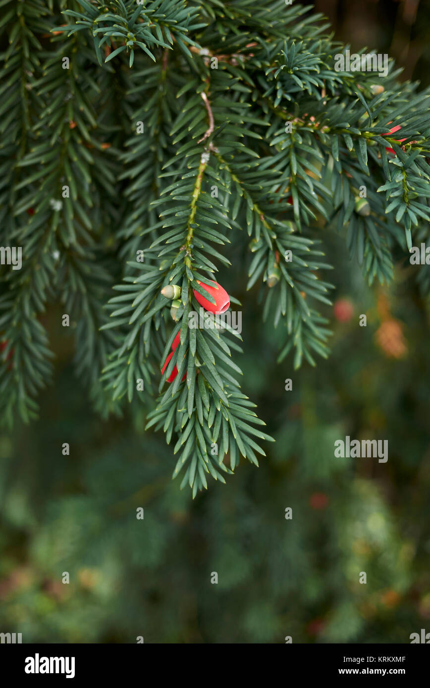 Taxus baccata Foto Stock