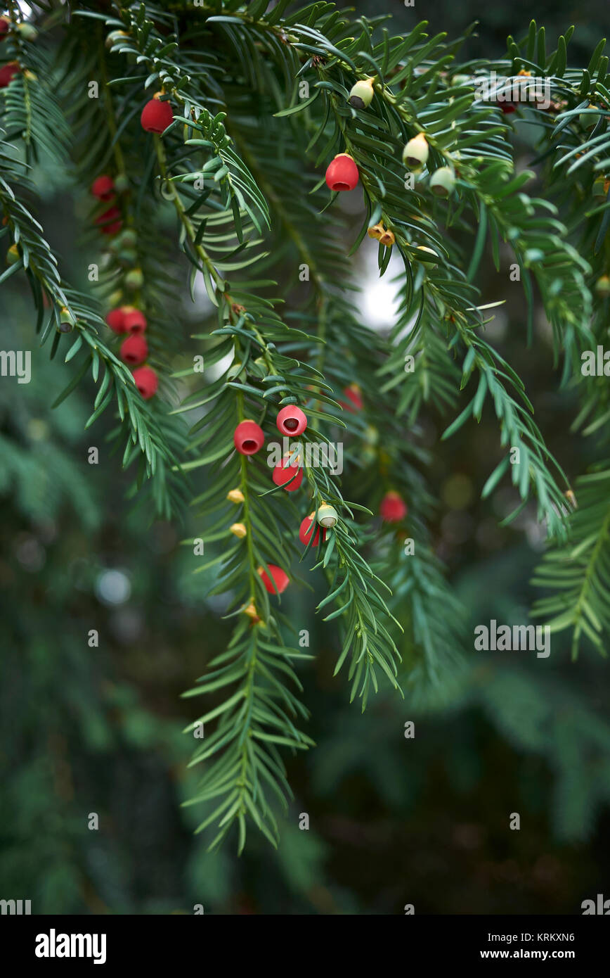 Taxus baccata Foto Stock