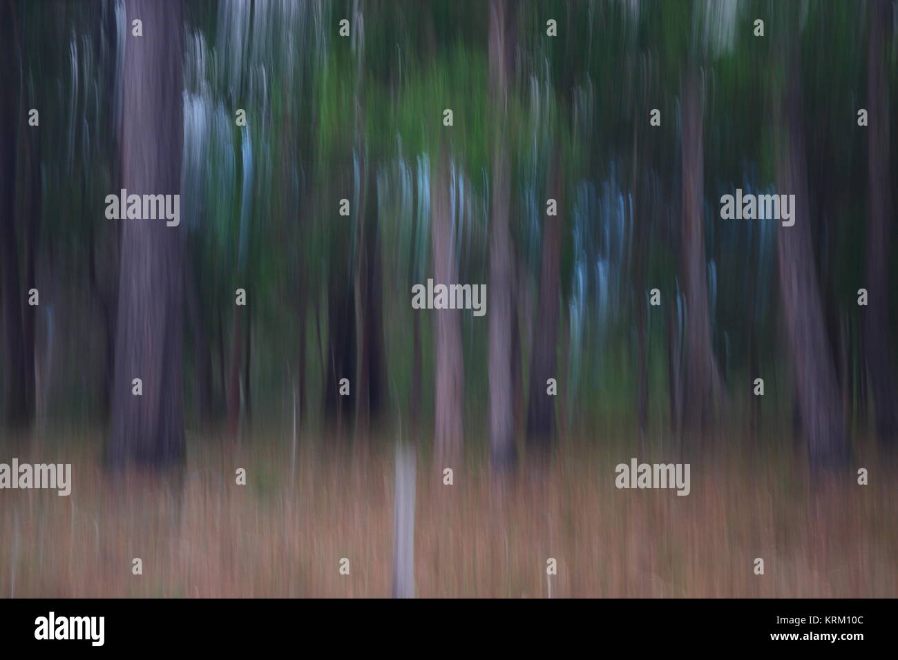 Una moderna arte fotografica impressione di bush australiano . Foto Stock