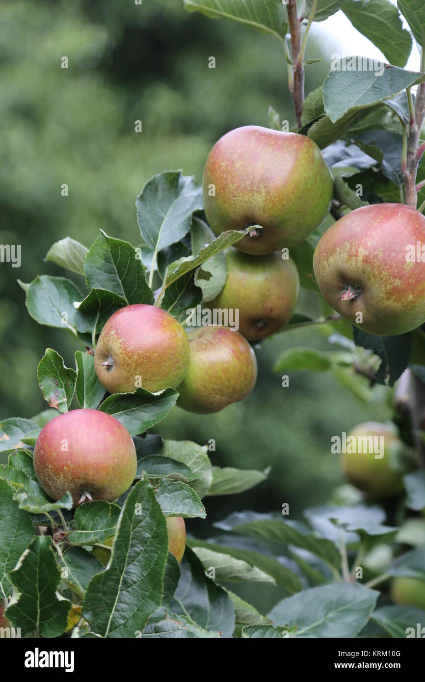 albero di mele Foto Stock