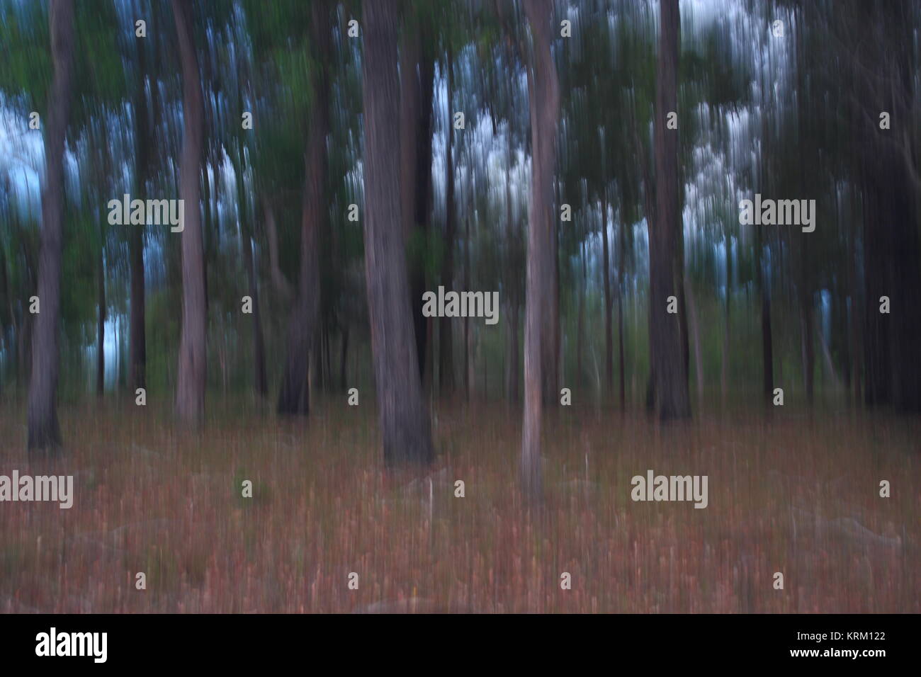 Una moderna arte fotografica impressione di bush australiano . Foto Stock