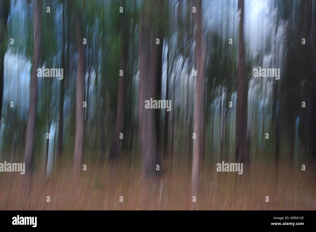 Una moderna arte fotografica impressione di bush australiano . Foto Stock