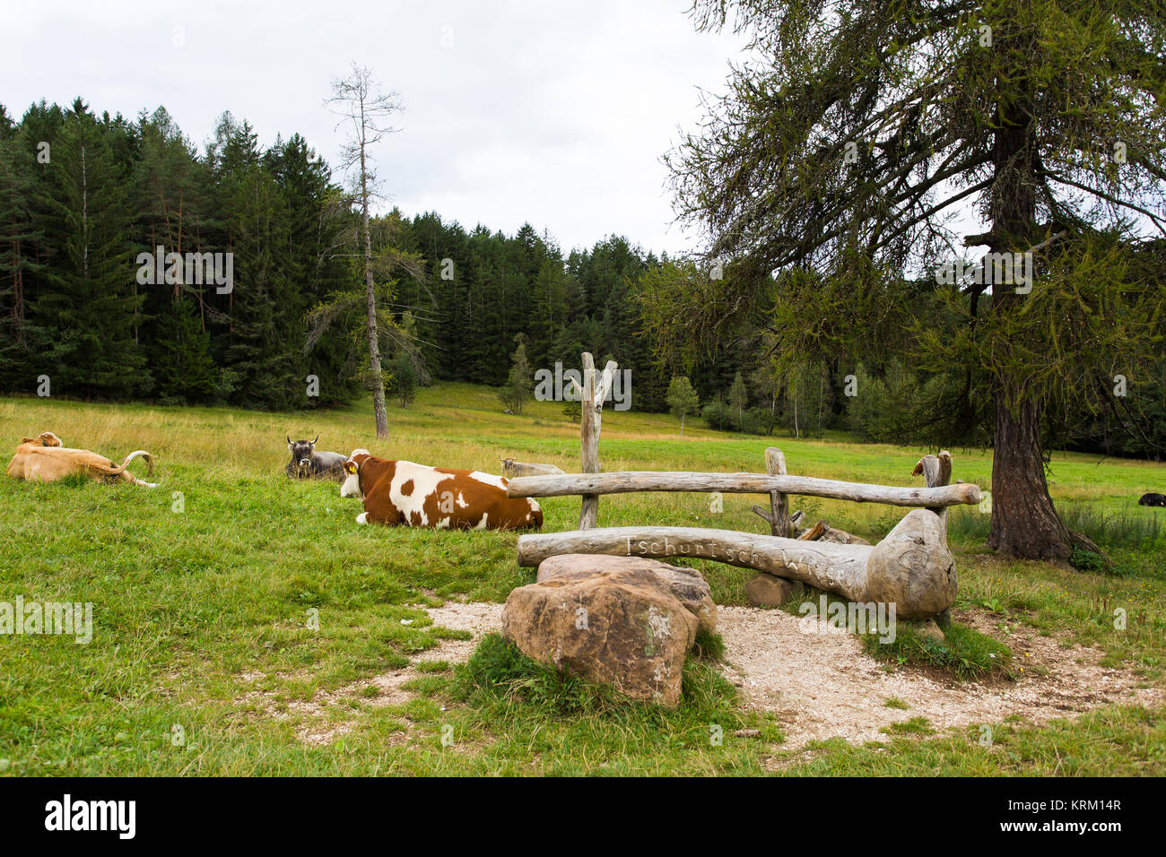 Vista ravvicinata di mucche al pascolo in Alpe di Siusi Foto Stock