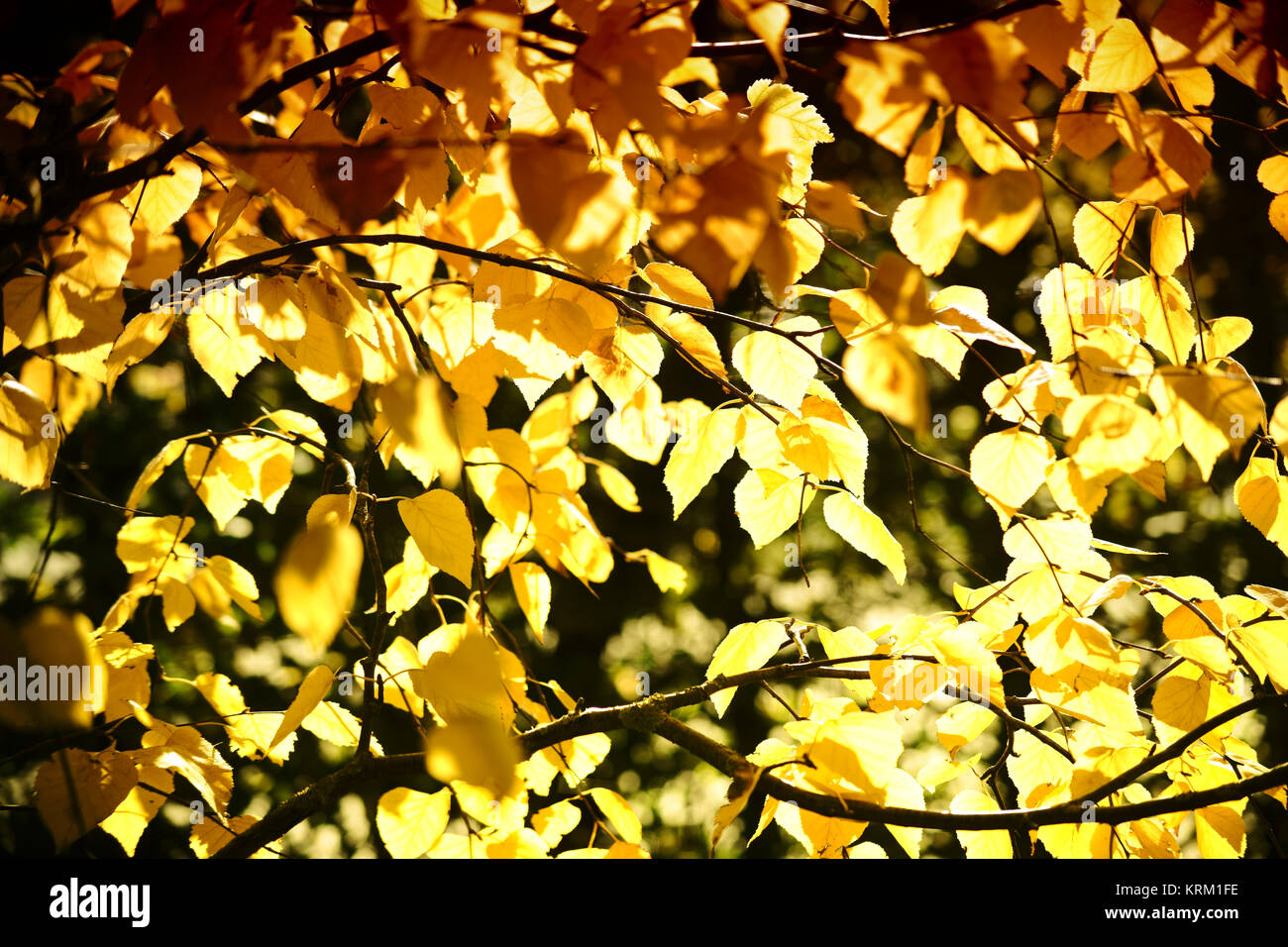 Die gelblich und gelbbraun scheinenden Blätter der Sibirischen Silberbirke im Herbst. Foto Stock