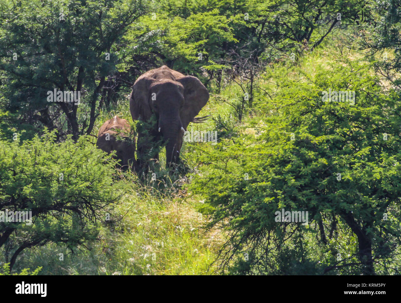 Sud Africa Foto Stock