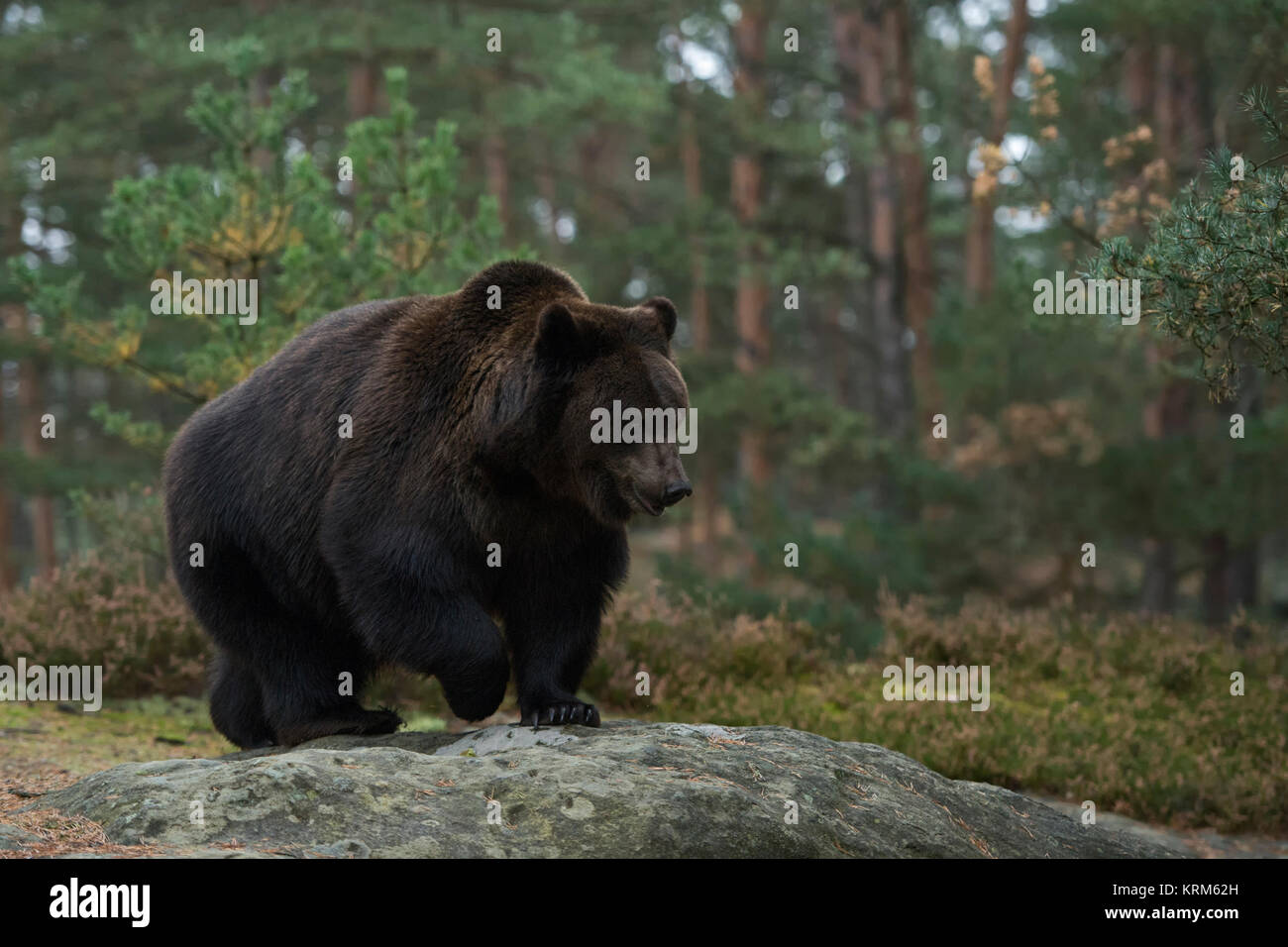 Unione orso bruno / Braunbaer ( Ursus arctos ), camminando su rocce lungo il bordo di un boreale foresta di pini, corpo pieno, vista laterale, l'Europa. Foto Stock