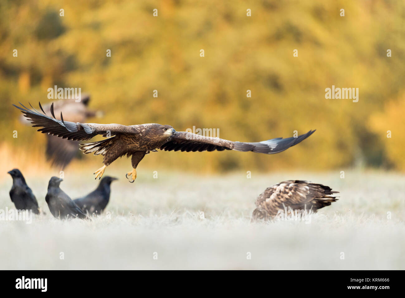 White-tailed Eagle / Sea Eagle / Aquile ( Haliaeetus albicilla ) , piccolo gruppo giovane adolescente in volo in deltaplano, arrivando, insieme con raven Foto Stock