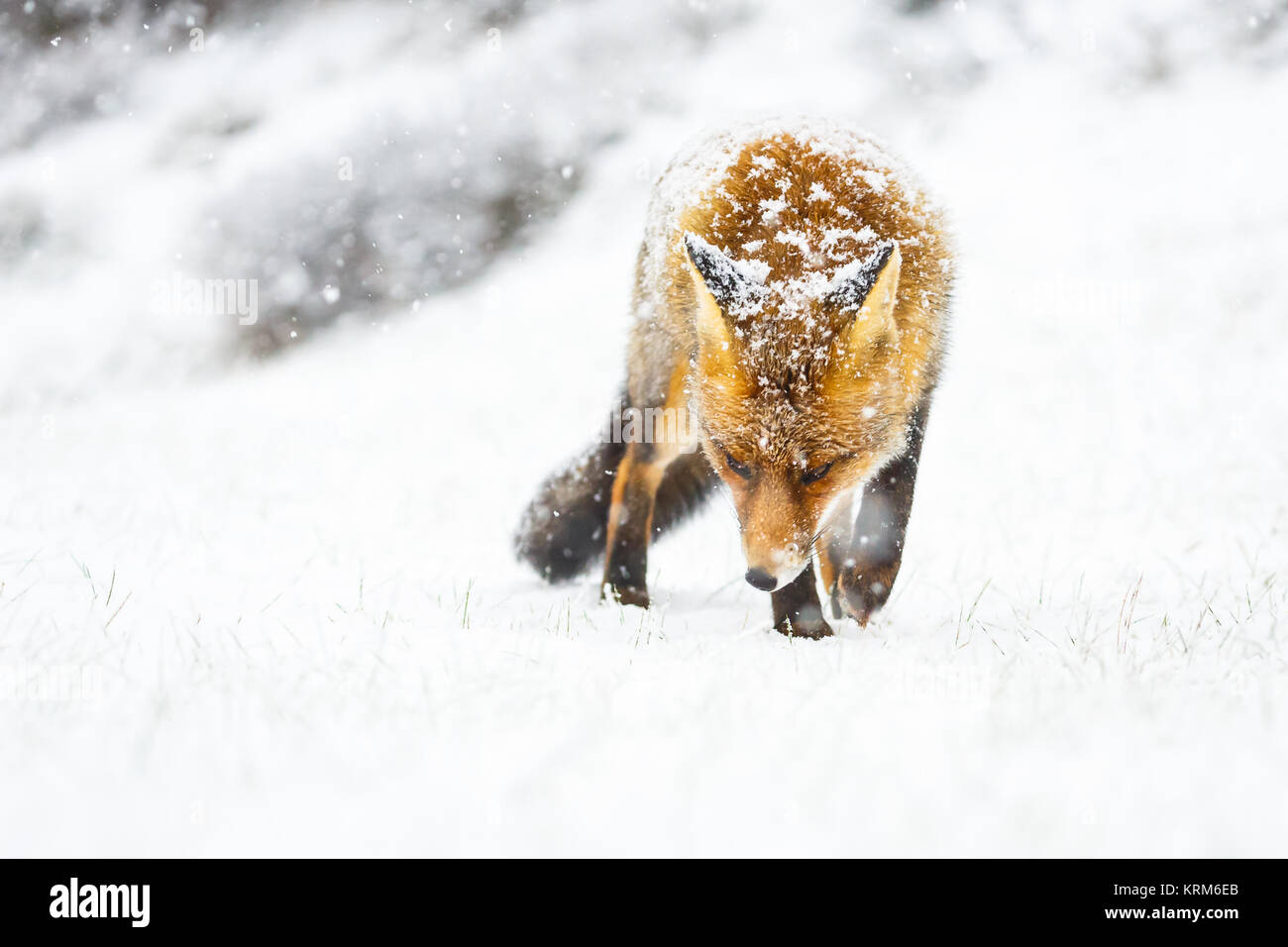 Red Fox nella neve Foto Stock