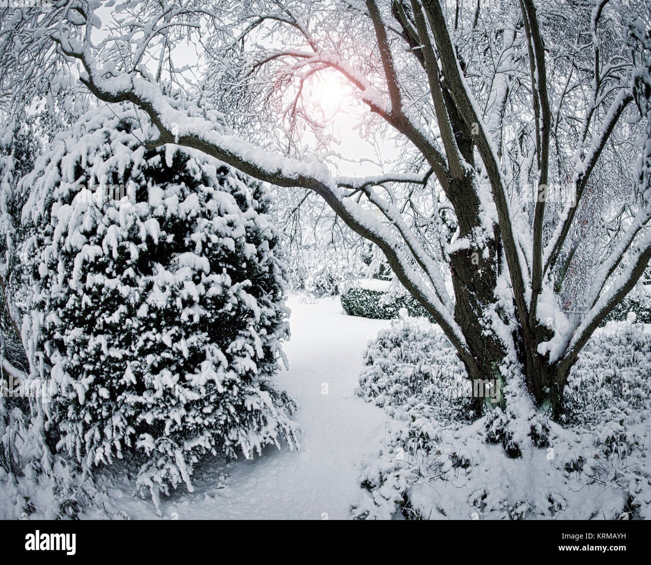 Tema Natale: giardino invernale scena Foto Stock