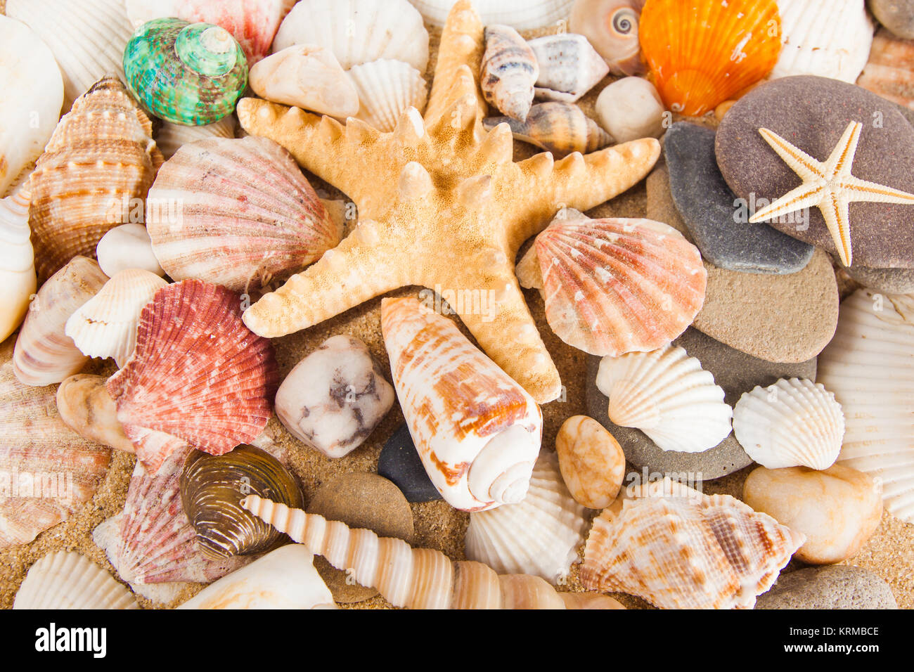 Estate sfondo. Conchiglie di mare con sabbia come sfondo Foto Stock