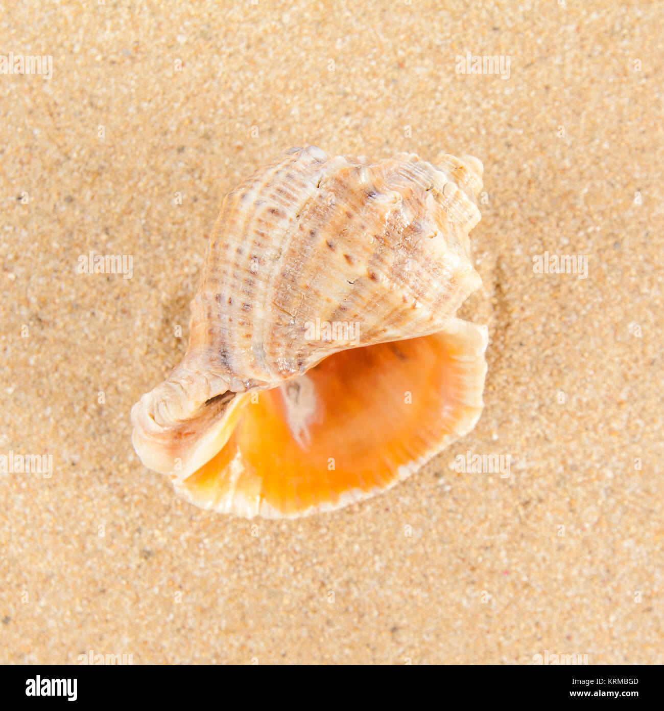 Shell sulla spiaggia Foto Stock