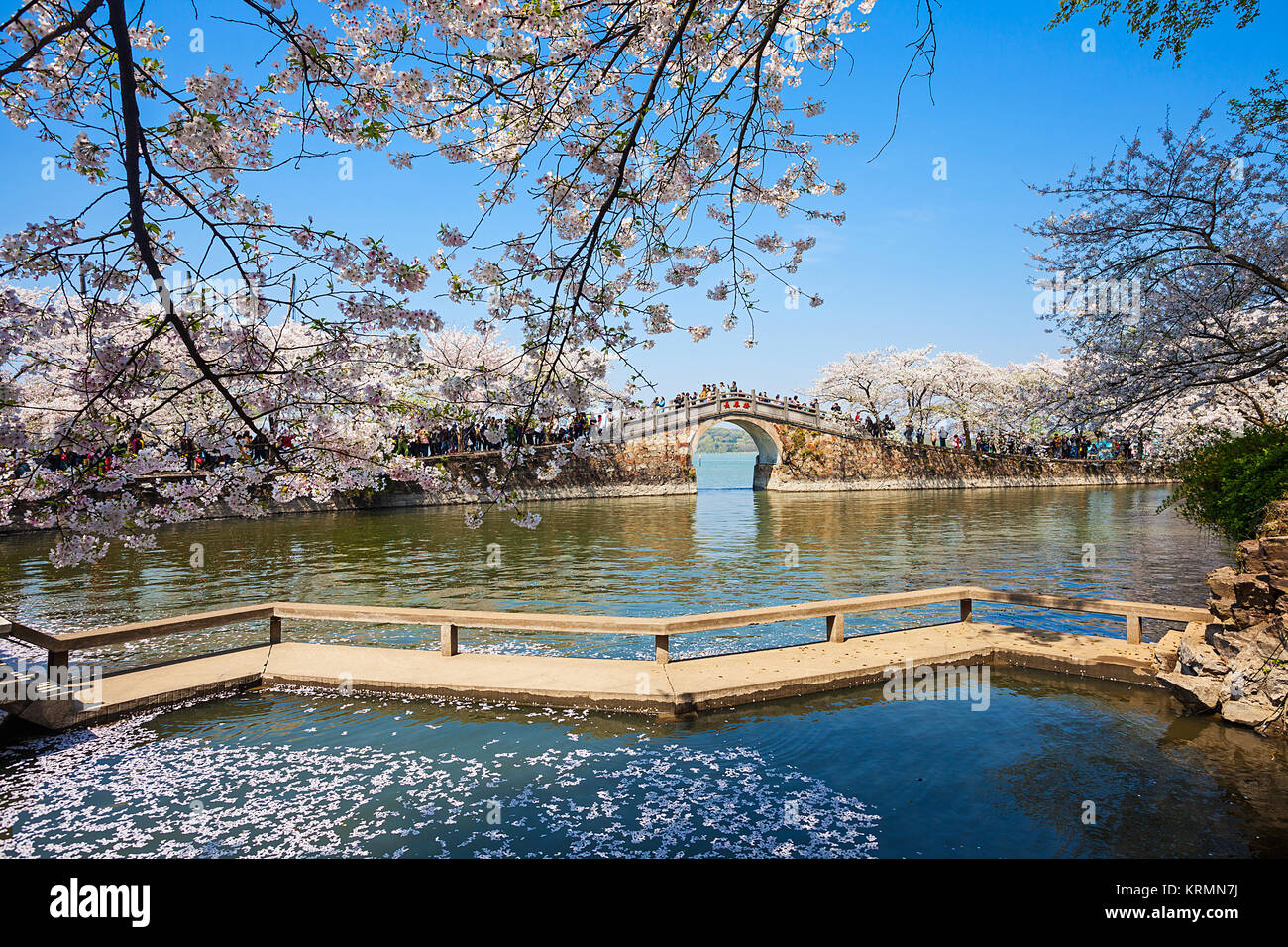 Fiore di Ciliegio di tartaruga testa isoletta nel lago Taihu,Wuxi,provincia dello Jiangsu, Cina Foto Stock