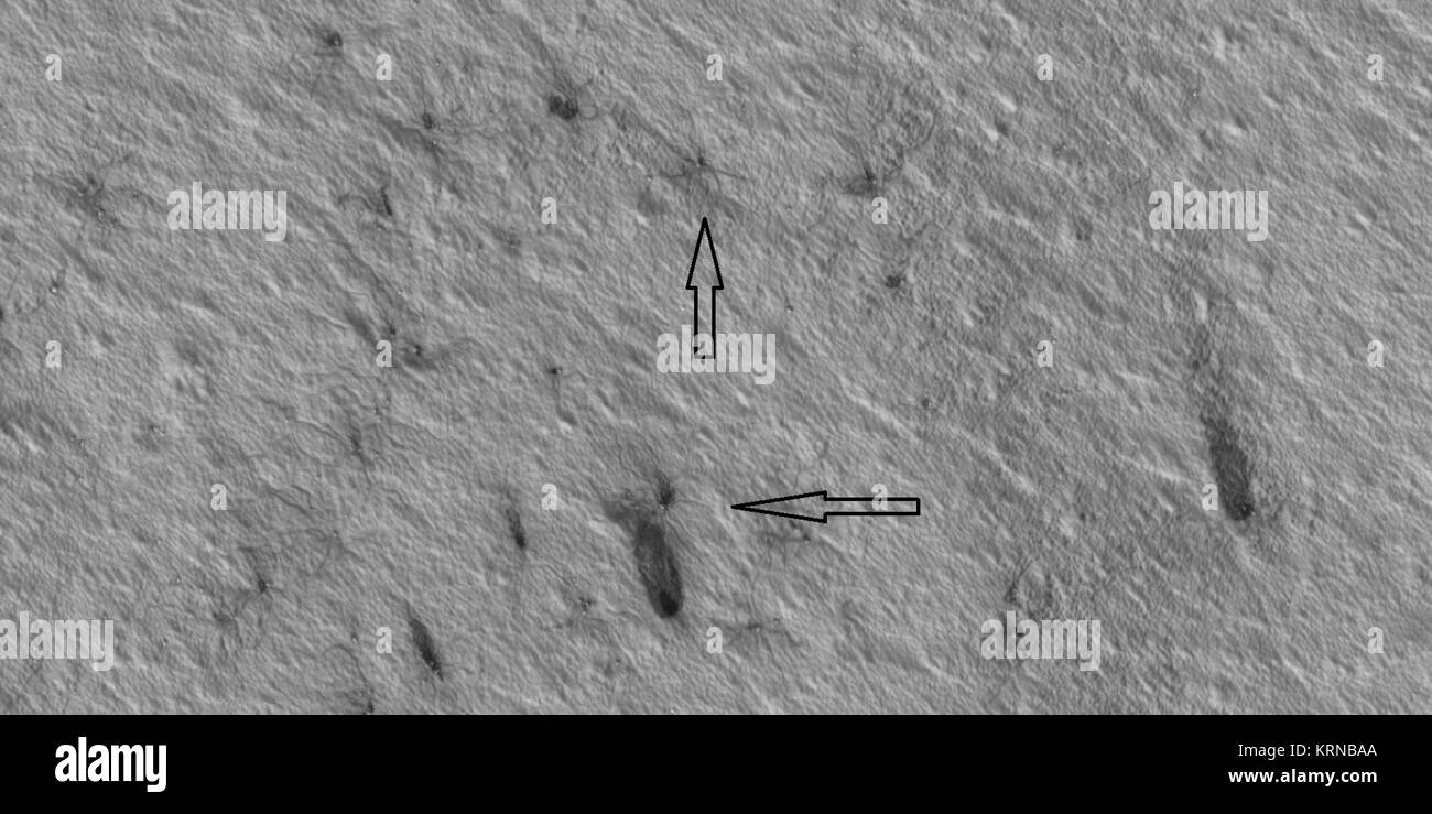 47609 0985spidersdark Foto Stock