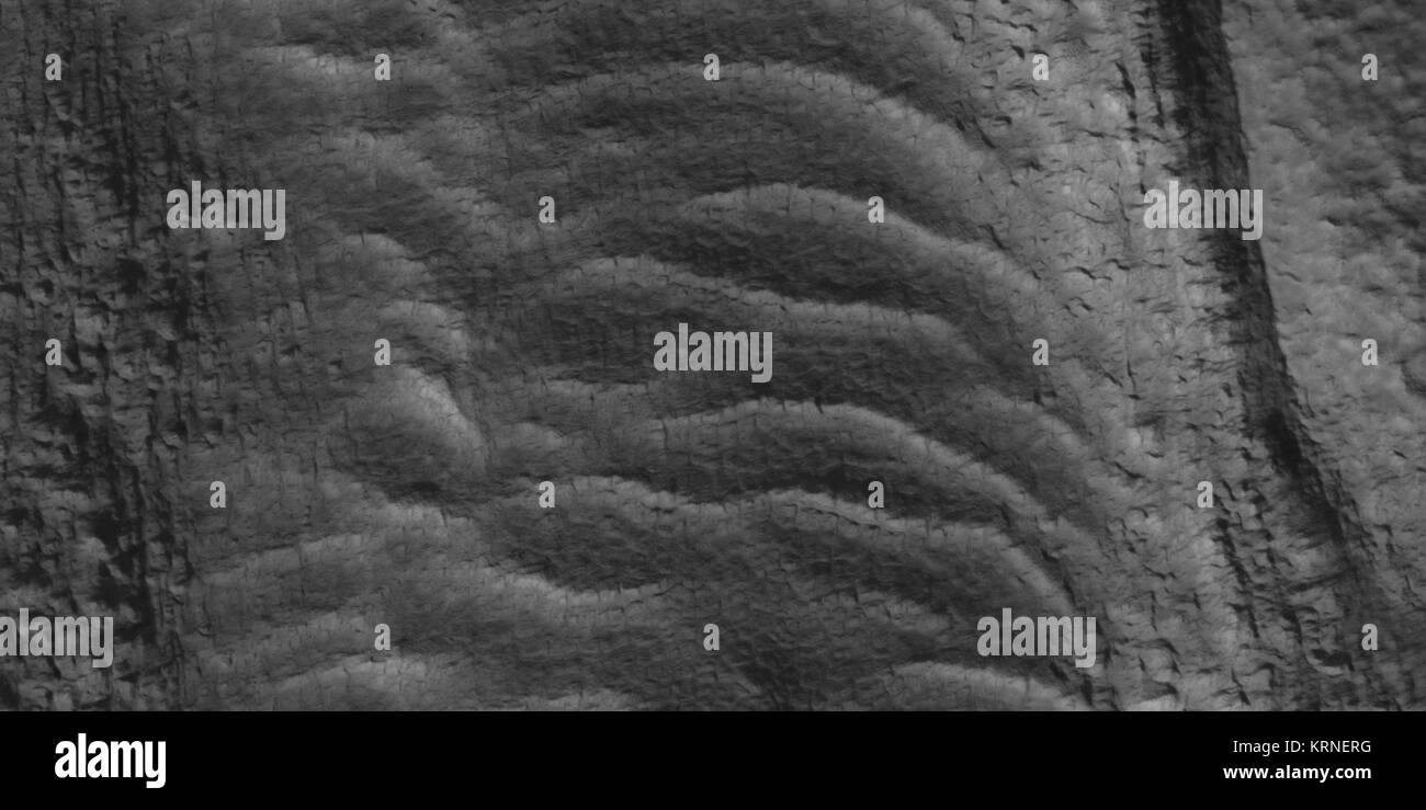 49555 2225tongueclose Foto Stock