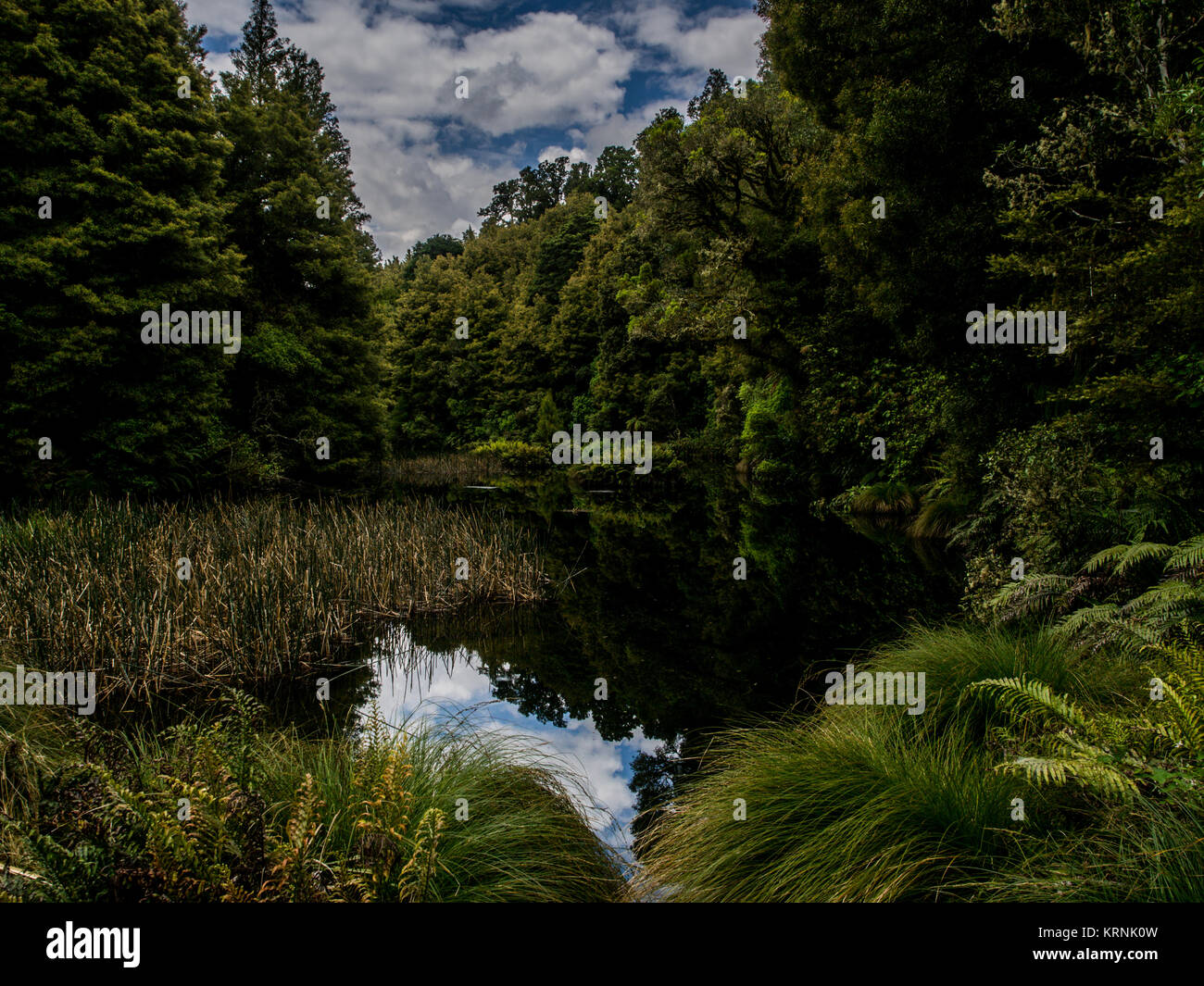 Foresta nativa e di zone umide, Ohinetonga Laguna, Owhango, Ruapehu District, Nuova Zelanda Foto Stock