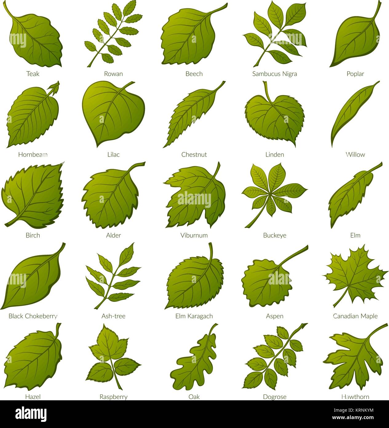Set di foglie verdi di varie piante, alberi e arbusti, natura icone per il  design. Vettore Immagine e Vettoriale - Alamy
