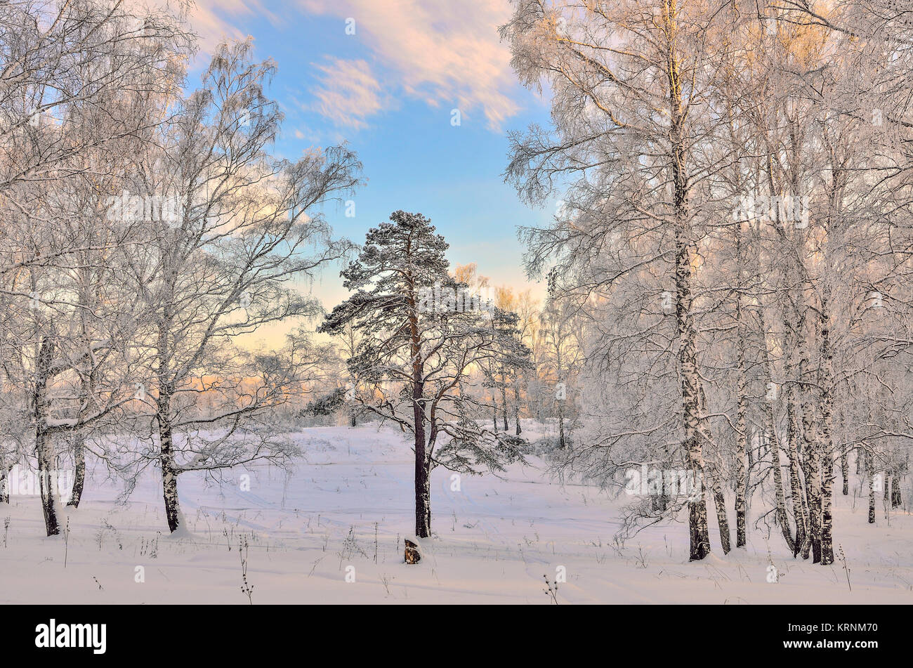 Sunrise in inverno il legno. Dolce sole rosa tra white tronchi di betulle, snowy pini e cespugli - fiaba della Foresta di inverno Foto Stock