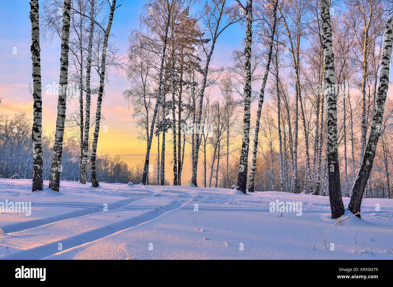 Sunrise in inverno il legno. Dolce sole rosa tra white tronchi di betulle, snowy pini e cespugli - fiaba della Foresta di inverno Foto Stock