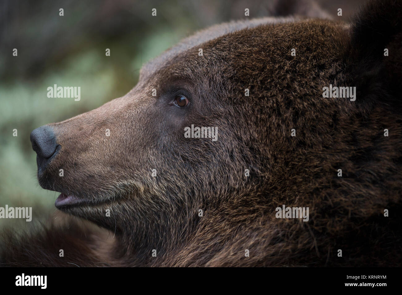 Unione orso bruno / Europäischer Braunbaer ( Ursus arctos ), vicino dettagliata colpo di testa, sembra divertente, l'Europa. Foto Stock