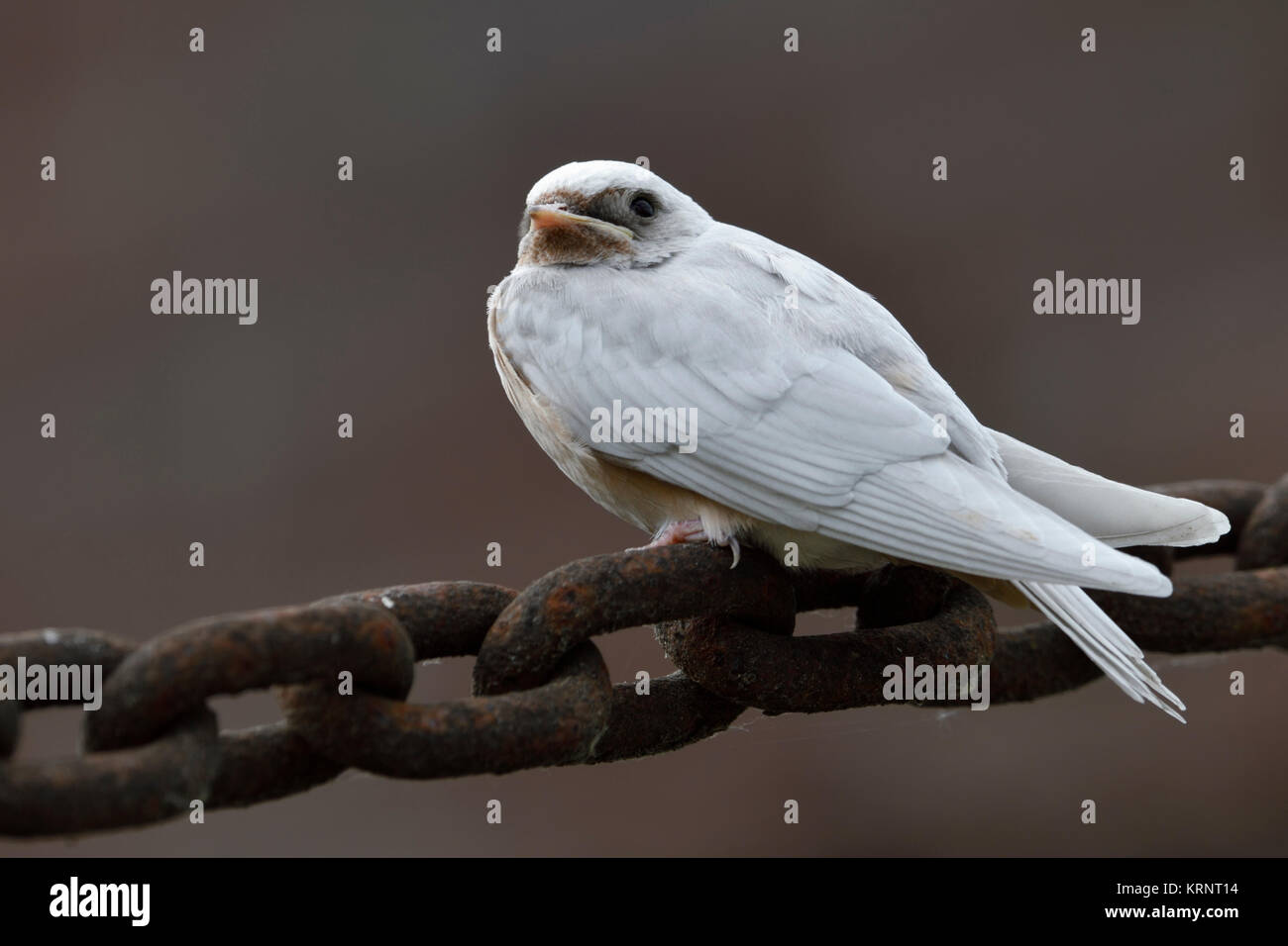 Barn Swallow ( Hirundo rustica ), appena fledged, difetto genico, piumaggio bianco, leucistic, leucism, arroccato su una massiccia catena, vista laterale, l'Europa. Foto Stock