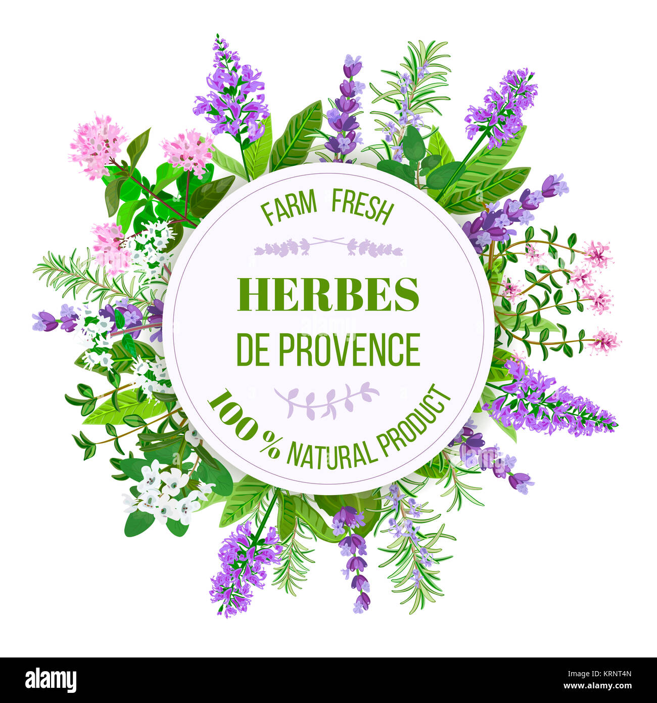 Herbes de Provence. Il timo, saporito, rosmarino Foto Stock
