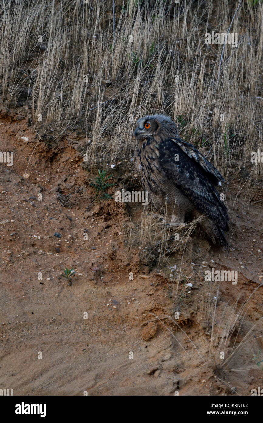 Gufo reale (Bubo bubo ) seduto in pendenza di una cava di ghiaia, al tramonto, Nightfall, guardando, arancio brillante occhi, la fauna selvatica, l'Europa. Foto Stock