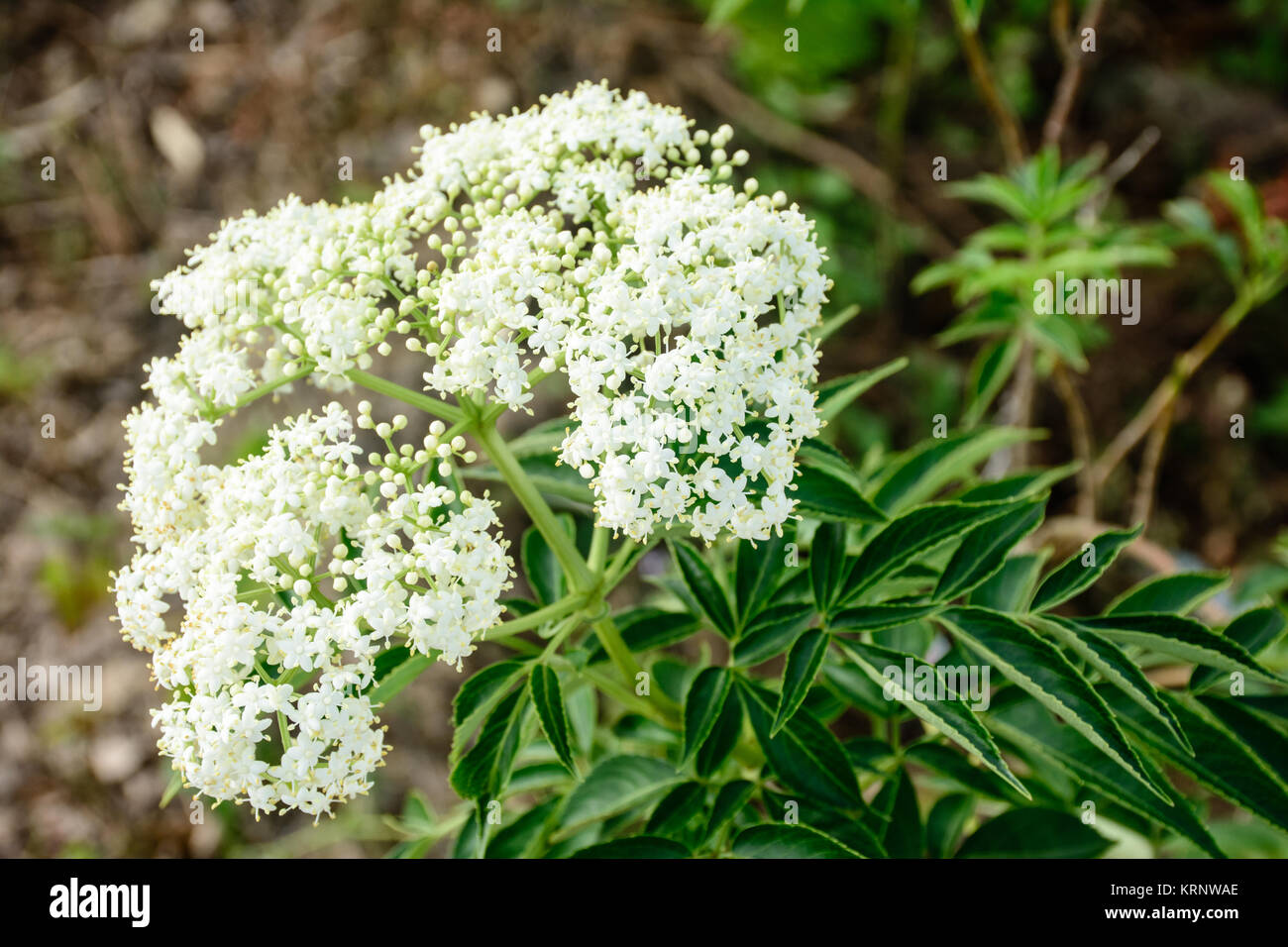 Primo piano del fiore bianco, valeriana Foto Stock