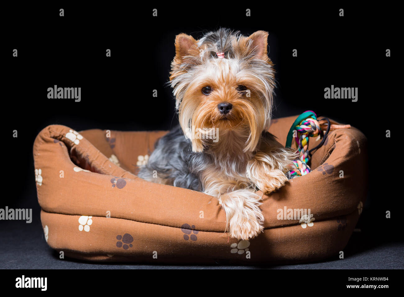 Miniatura cane di razza Yorkshire Terrier con una fascia elastica sui suoi capelli risiede nella sua stufa, su sfondo nero Foto Stock