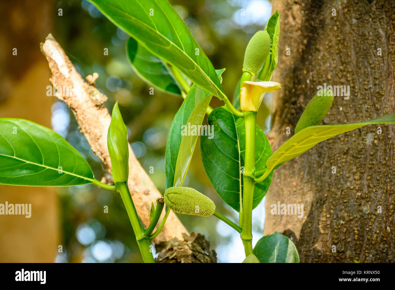 Primo piano della piccola jackfruit e foglia verde Foto Stock