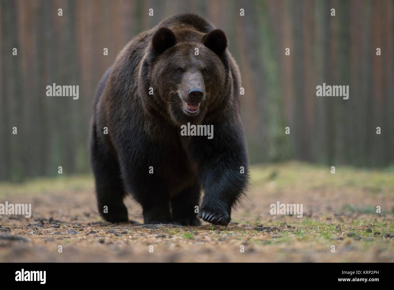 Orso bruno / Braunbär ( Ursus arctos ), passeggiate, impressionante, Scatto frontale, a basso punto di vista, foresta, l'Europa. Foto Stock