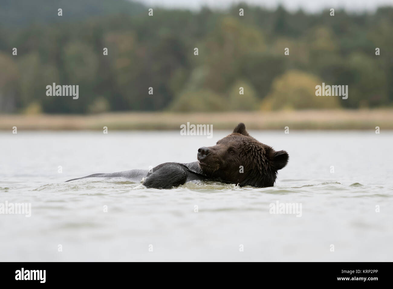 Orso bruno / Braunbaer ( Ursus arctos ), rinfrescanti, balneazione, nuoto, giocando in un lago, assomiglia a sidestroking, divertente, l'Europa. Foto Stock
