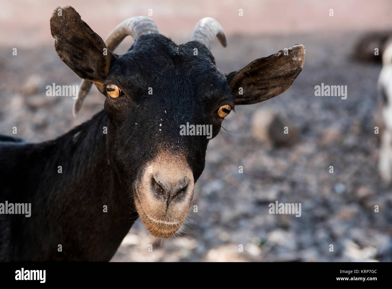 Closeup ritratto di Capra in piedi a Arta, Gibuti. Africa orientale Foto Stock