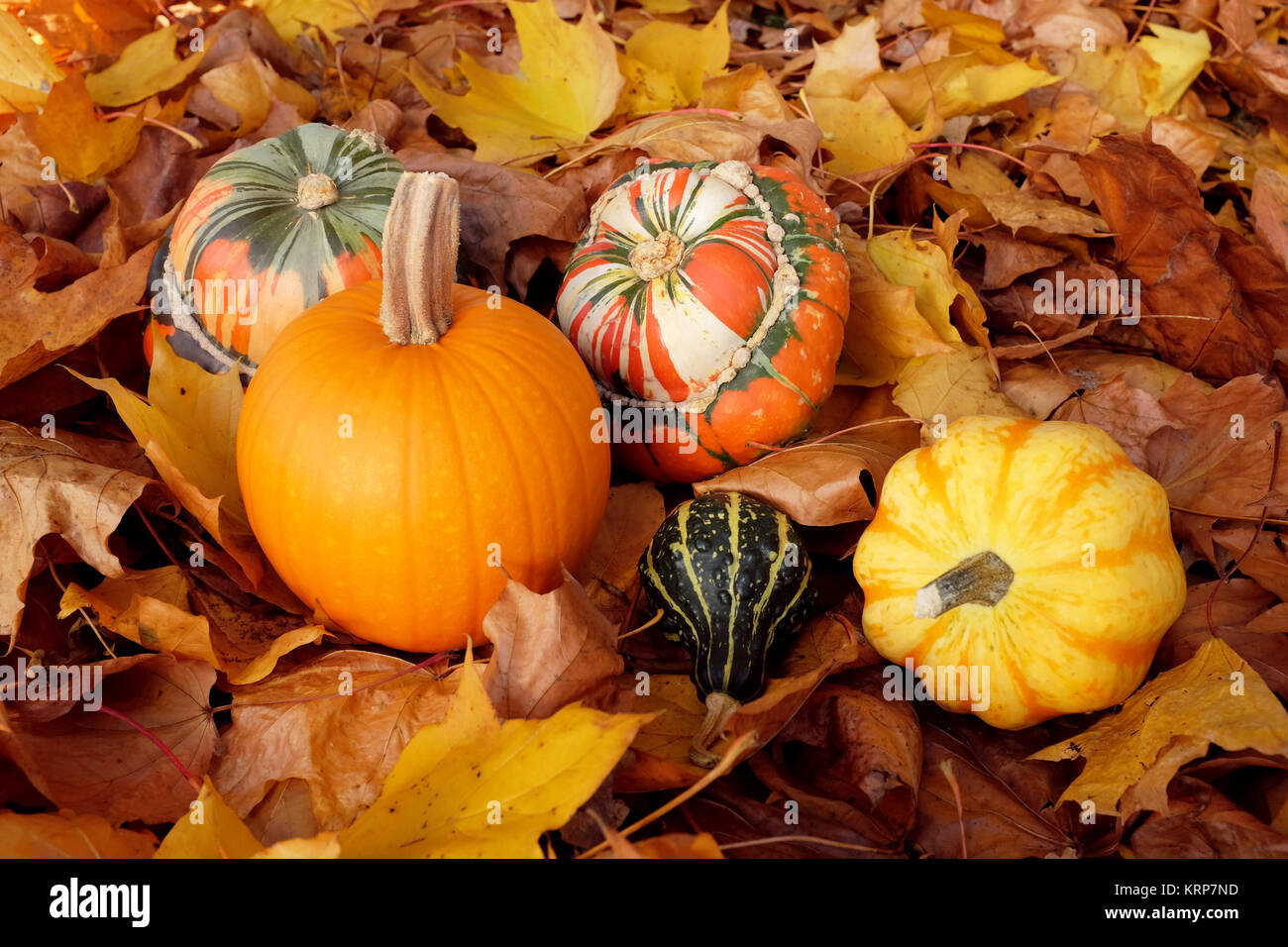 Zucca, spremute e zucche sul secco fogliame di autunno Foto Stock