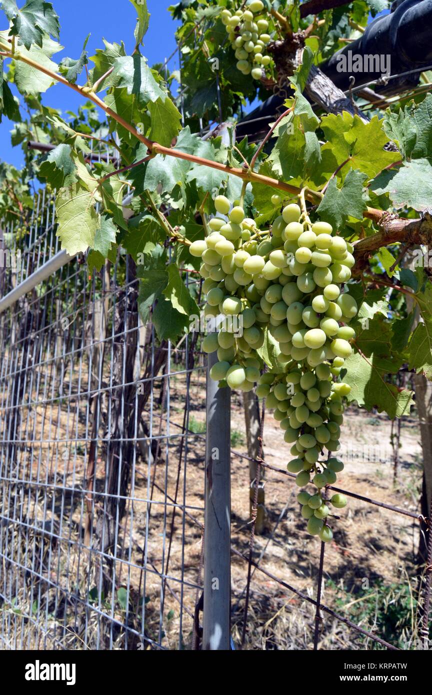 I vigneti di fiori in campagna. Foto Stock