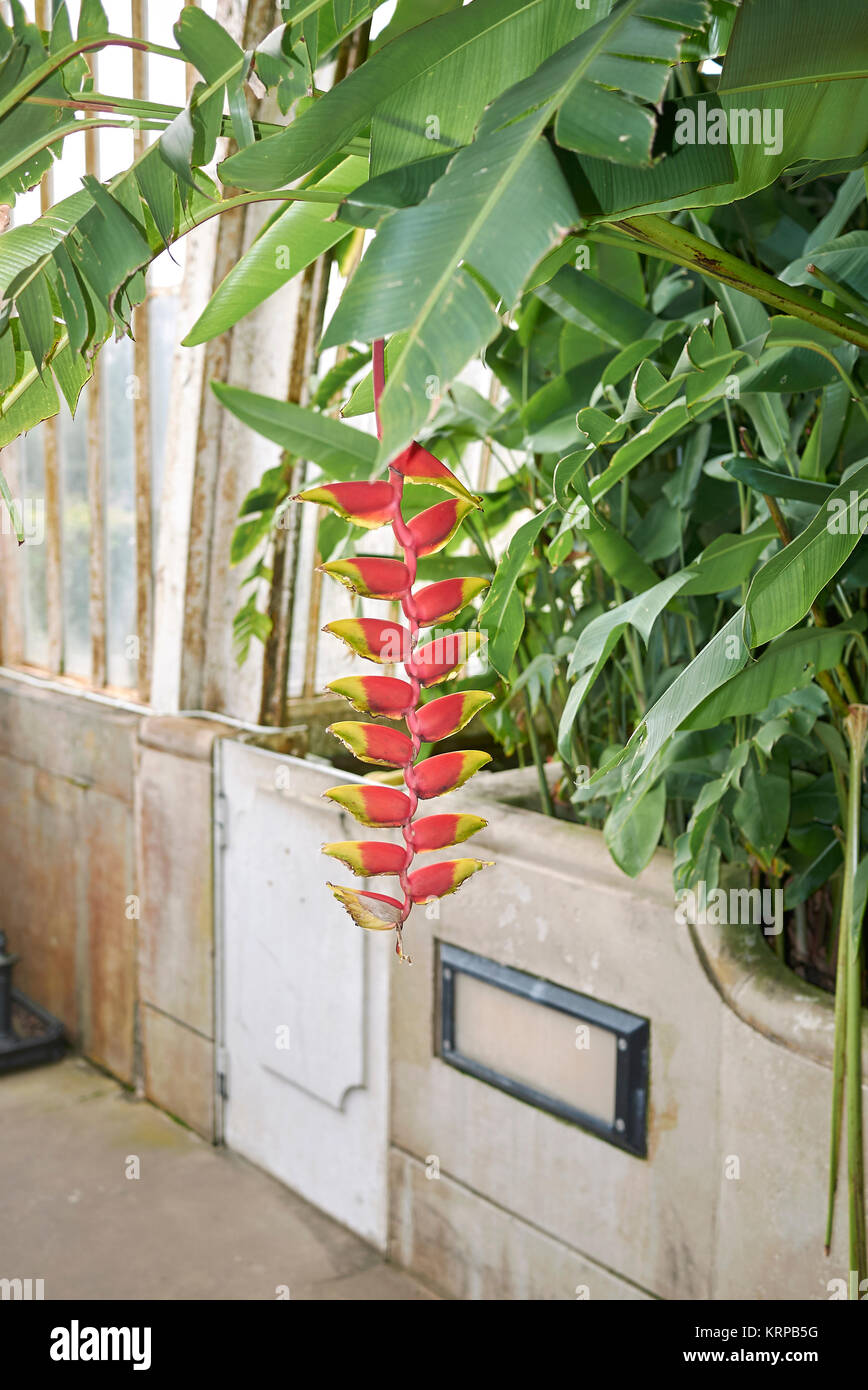 Heliconia rostrata Foto Stock