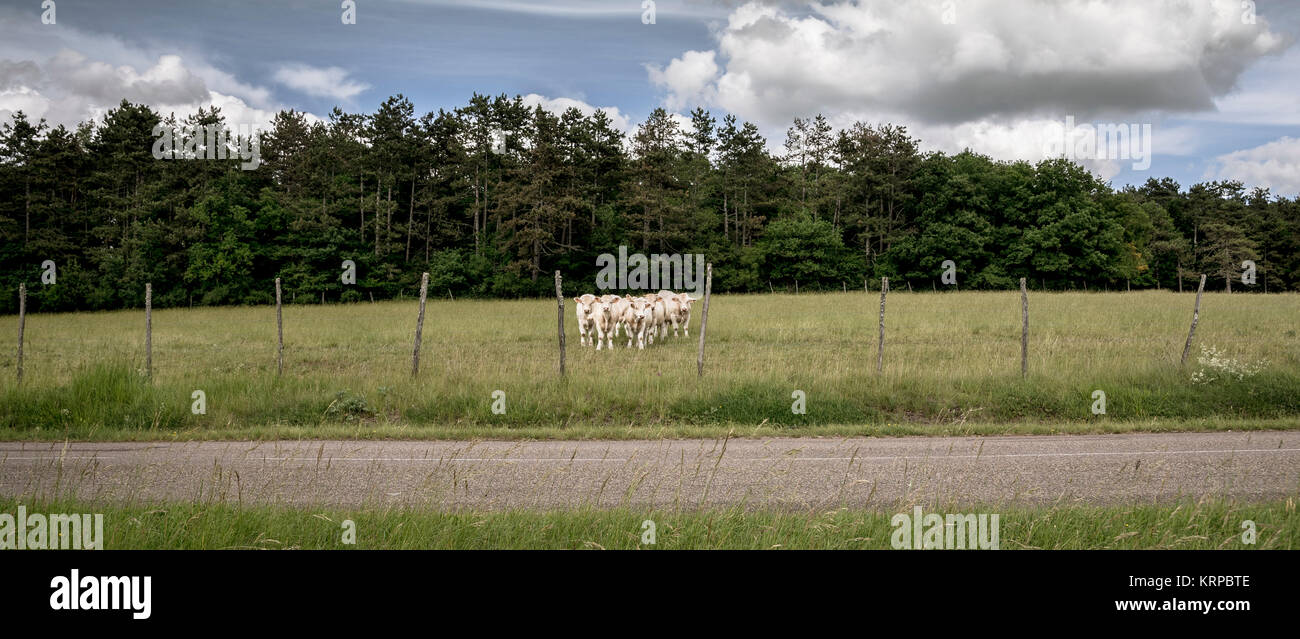 Panoramica paesaggio paese .timido vacche nel medow dal ciglio della strada Foto Stock