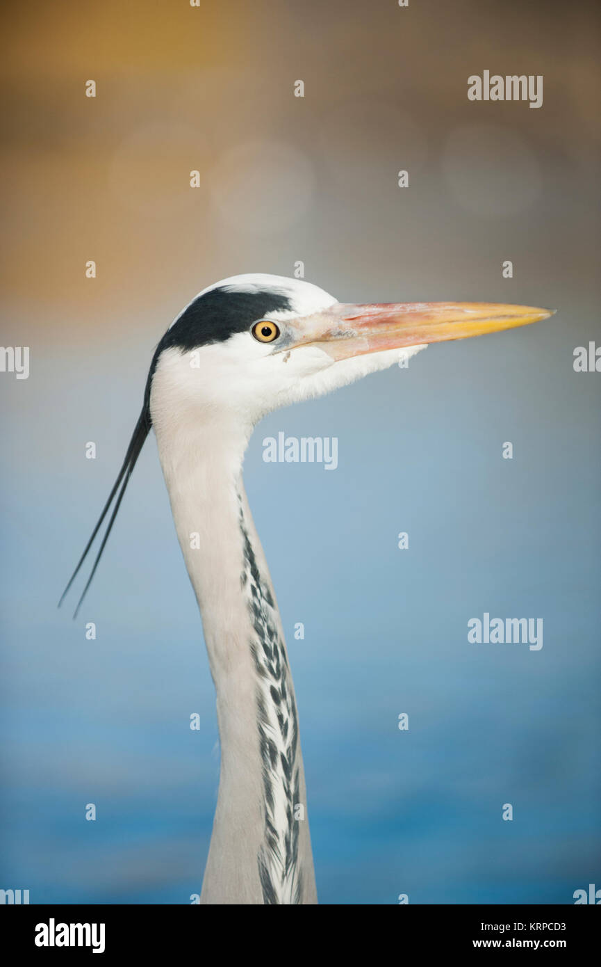 Airone cinerino (Ardea cinerea), Regents Park, London, Regno Unito Foto Stock