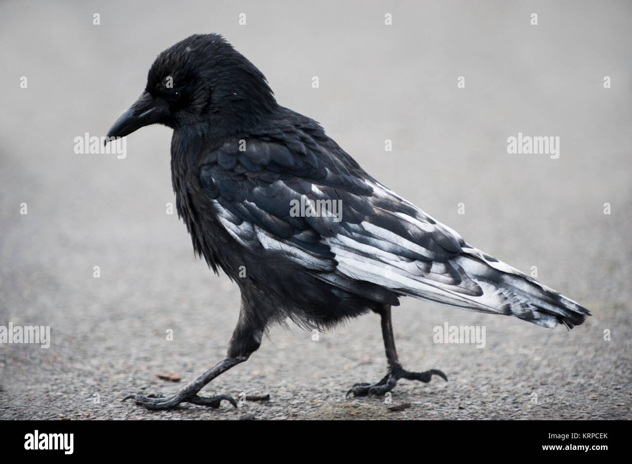 Carrion Crow, Corvus corone, con leuclismo parziale o leucosi in piumaggio, Regent's Park, Londra, Regno Unito Foto Stock