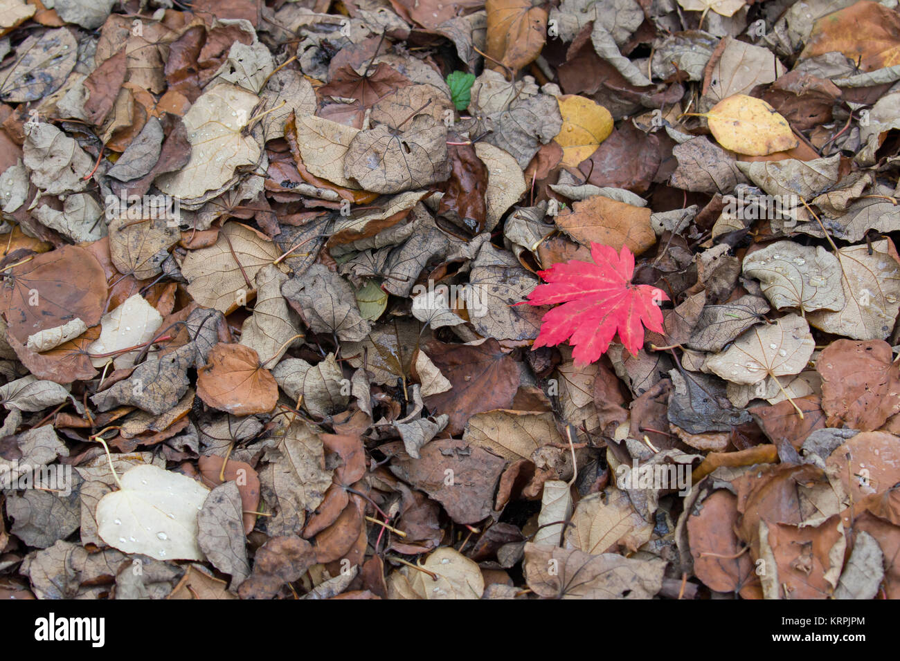 Foglie di autunno Foto Stock