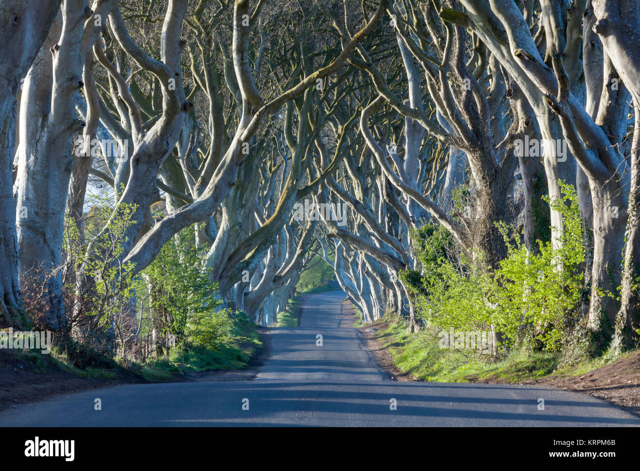 Tunnel atmosferica come avenue di faggio intrecciate alberi piantati nel XVIII secolo a Bregagh Road, Armoy, Stranocum, Ballymoney BT53 8TP, Fagus sy Foto Stock